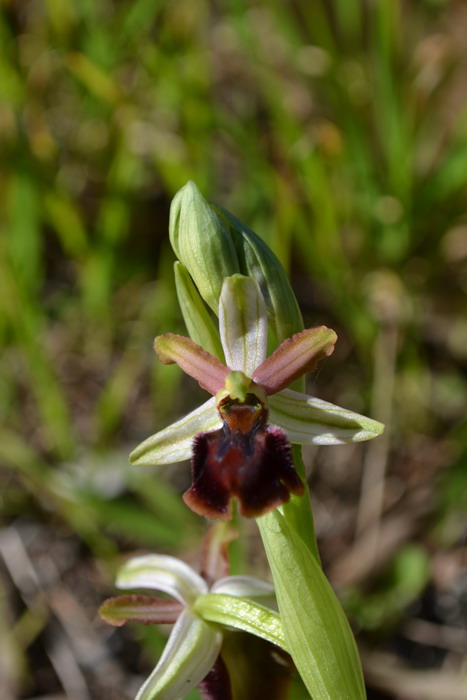 Primi fiori di Ophrys sphegodes subsp. panormitana, Sicilia.